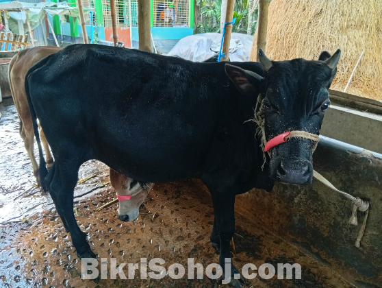কালো কোরবানির গরু বিক্রি হবে